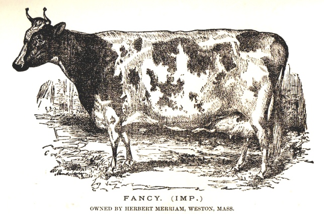 Rendering of Herbert Merriam's cow Fancy