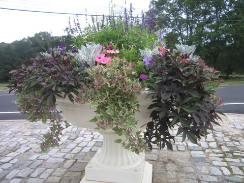 Closeup of watering trough with pink and purple flowers.